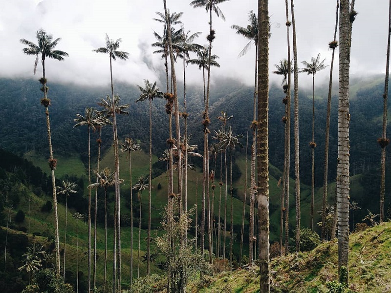 Árvores do Vale Cocora na Colômbia