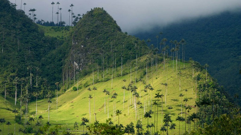 Vale Cocora na Colômbia