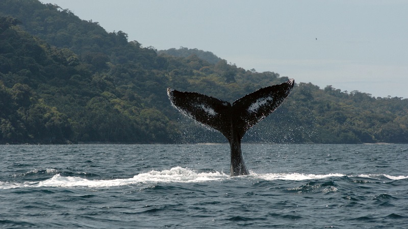 Observação de baleias na ilha Gorgona