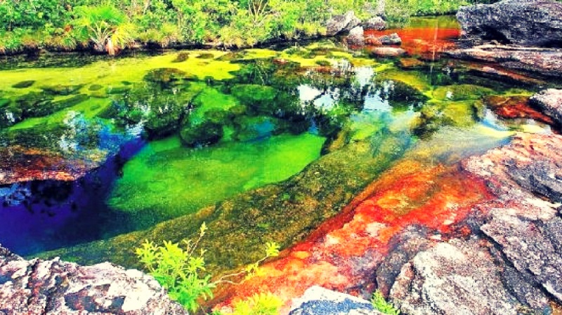 Coloração forte no Caño Cristales na Colômbia