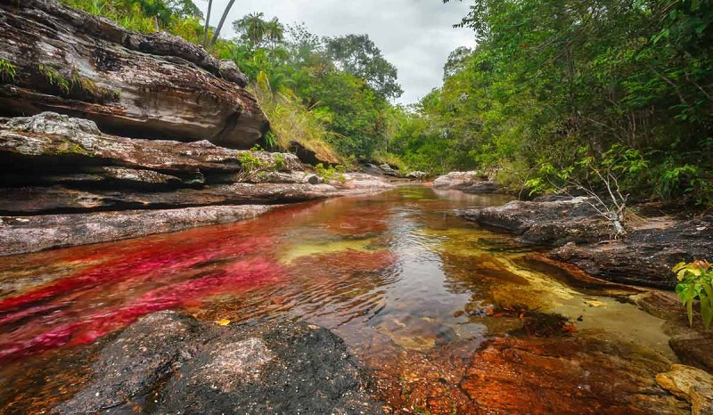 Caño Cristales: o rio mais bonito da Colômbia
