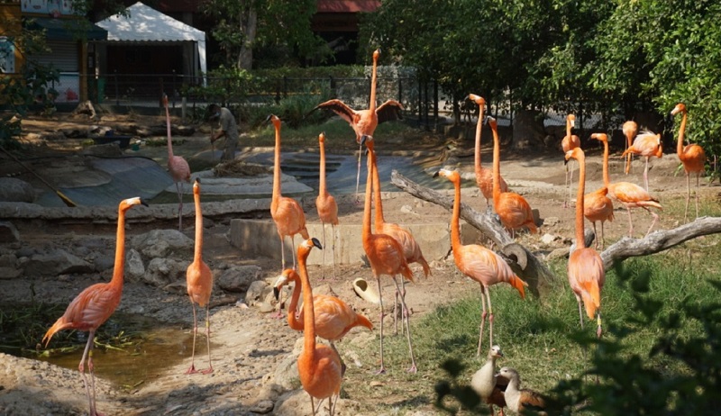 Animais no Zoológico de Barranquilla